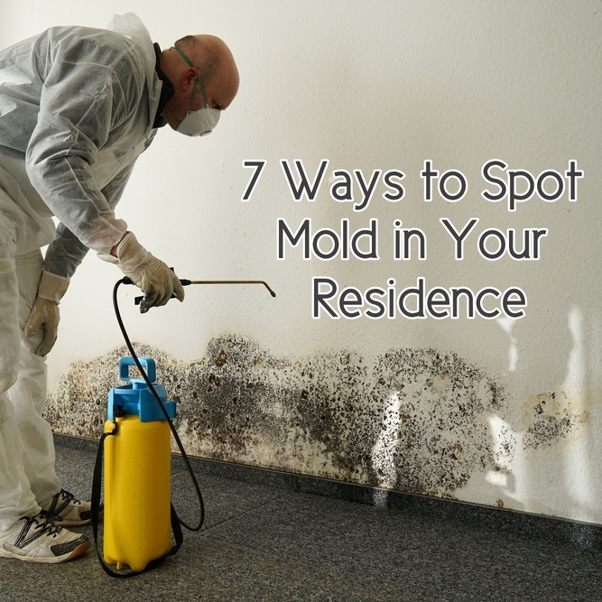 7 Ways to Spot Mold in Your Residence