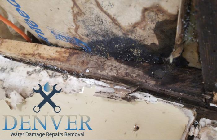 denver water damage repairs removal restoration company